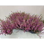 Calluna vulg Kanarbik garden girls rosita 12cm