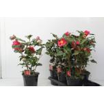 Camellia japonica dr king 17cm