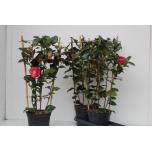 Camellia japonica dr king 19cm