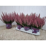 Calluna vulgaris beauty-ladies selly 12cm