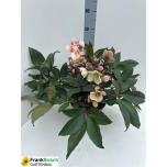 Helleborus Lumeroos ericsmithii hgc pink frost 21cm