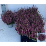 Calluna vulgaris beauty-ladies renate 12cm