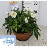 Helleborus Lumeroos niger hgc wintergold 20cm