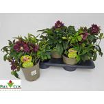 Helleborus orie Lumeroos double ellen red 17cm