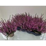 Calluna vulgaris garden girls hilda 12cm