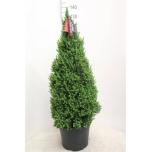 Picea glauca perfecta 35cm