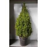 Picea glauca perfecta 40cm