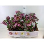 Helleborus Lumeroos frostkiss charmer 15cm