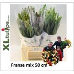 Tulp si mix 50cm