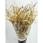 Grevillea paint Gold 70cm (pk)