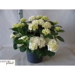 Hydrangea macrophylla other 29cm