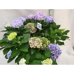 Hydrangea macrophylla bodensee 40cm