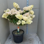 Hydrangea paniculata 43cm