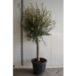 Olea oliivipuu Europaea 45cm