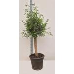Olea oliivipuu Europaea 46cm