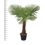 Trachycarpus fortunei Karuspalm 40cm