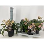 Helleborus hgc ice´n roses picotee 17cm