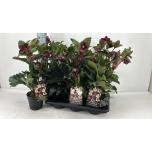 Helleborus hgc ice n´ roses bennotta 15cm