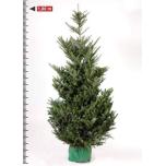 Abies Nulg fraseri 26cm