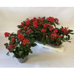 Skimmia japo red star 15cm