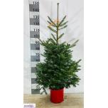 Abies Nulg koreana 24cm