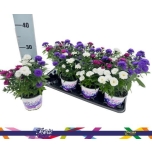 Aster novi showmakers mix 12cm