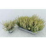 Calluna vulg Kanarbik wibo´s gelb 12cm