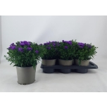 Aster dumo alpha dark purple launch 17cm