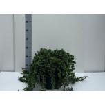 Juniperus Kadakas blue chip 25cm