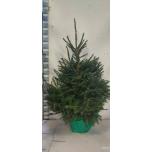 Picea abies 30cm