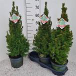 Picea glauca Kuusk Conica 19cm