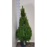 Picea glauca Conica 27cm