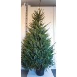 Picea omorika 35cm