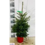 Picea pungens glauca 22cm