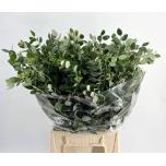 Pittosporum per bunch 55cm