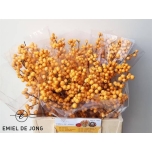 Ilex Golden verboom 40cm