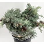 Cupressus Küpress blue 50cm pk