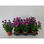 Aster novi-belgii grp other 11cm