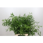 Ruscus Itaalia middle 70cm