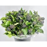 Hedera berry Luuderohi per bunch 55cm (pk)