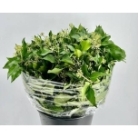 Hedera berry per bunch 55cm (pk)