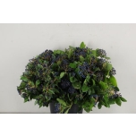 Viburnum Lodjapuu 60cm (pk)