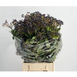 Viburnum Lodjapuu 60cm (pk)