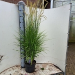 Pennisetum Hiidhirss alopecuroides 23cm