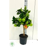 Citrus Sinensis 22cm