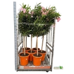 Nerium Oleander 40cm