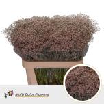 Gypsophila Kipslill paint 80cm