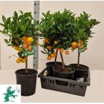 Citrofortunella microcarpa Kalamondiinipuu 22cm