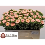 Callistephus Aedaster Mats Apricot 50cm