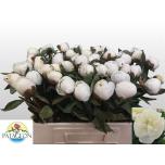 Paeonia Pojeng Duchesse de Nemours 55cm